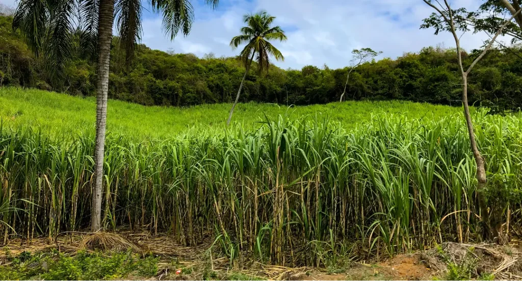 Suikerrietveld van een distilleerderij in het Caribisch gebied